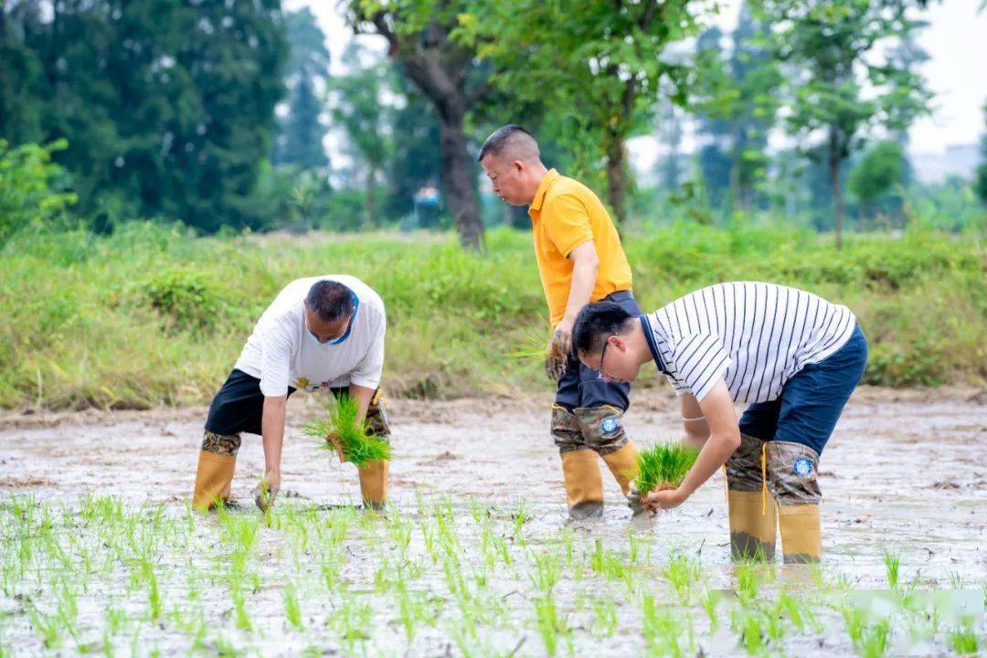 乡野间劳作,象征希望与未来的秧苗,在人们手中传递,躬身耕耘的喜悦,在