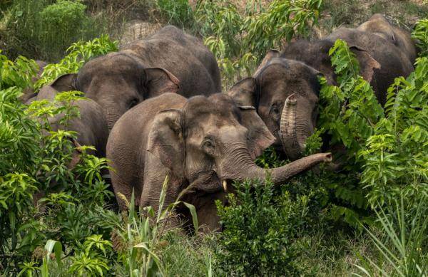 你关心的象群在元江县溜达 离传统栖息地最近8.5公里_大象