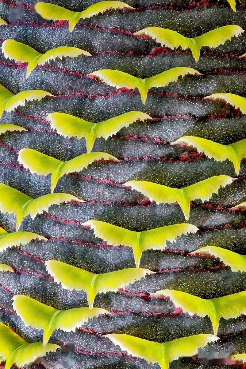 国际花园微距摄影大赛获奖作品