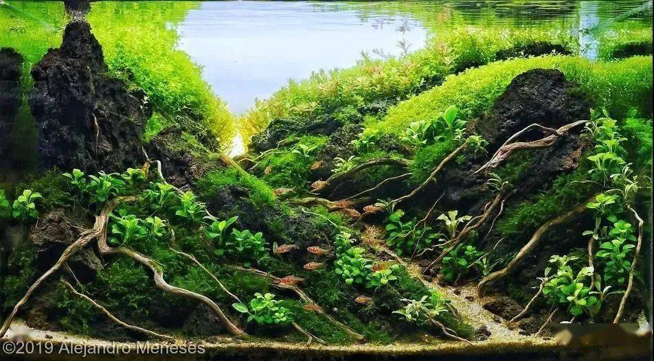 视觉盛宴这个世界很美好系列请收下这波小草缸案例你用心你也行