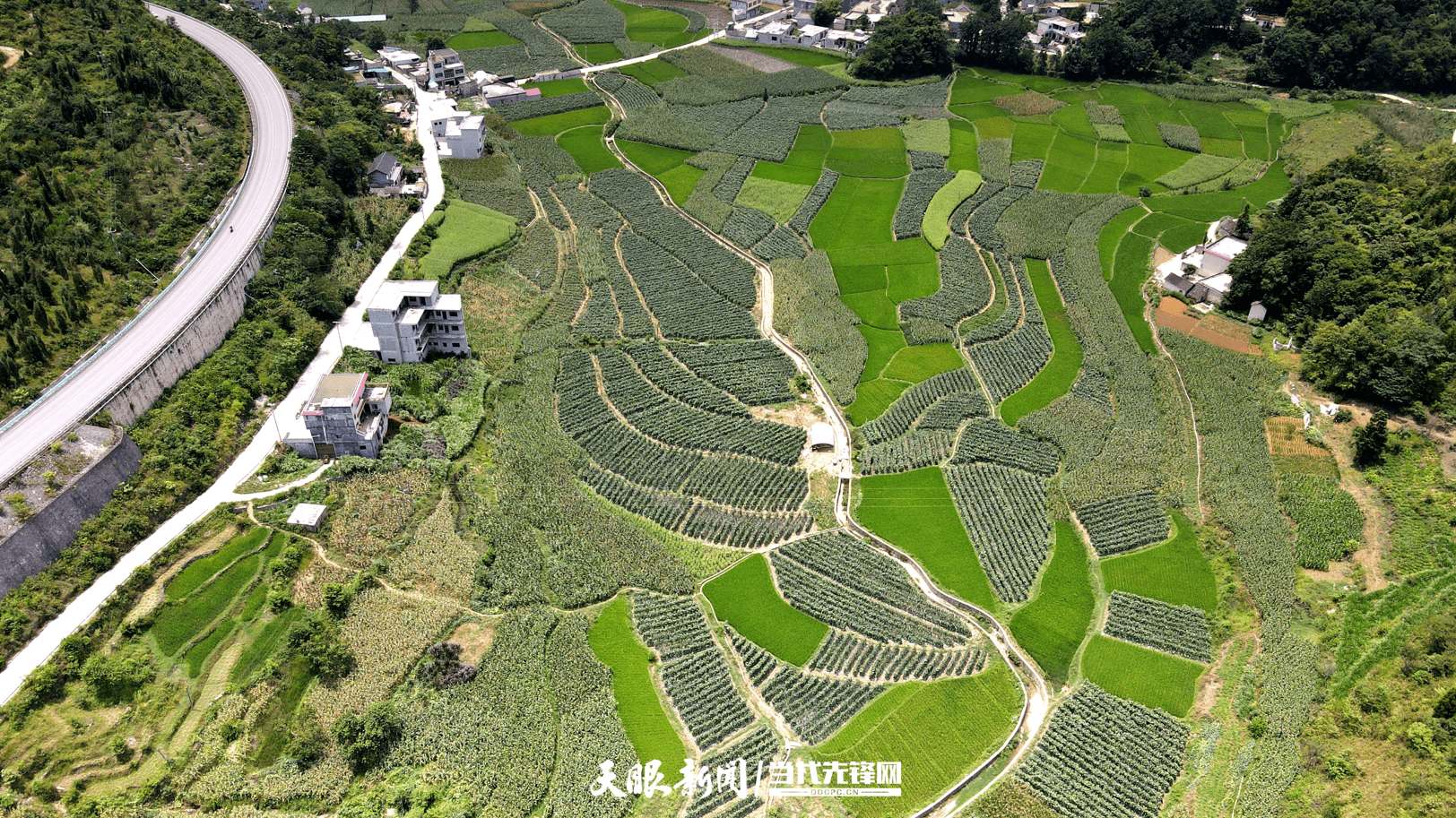 贞丰县董畔村:黄瓜种植带动群众增收