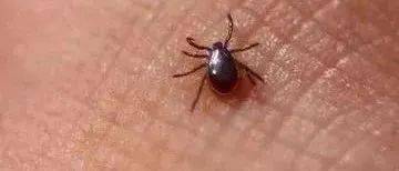 文利平|吃红肉也能过敏？“真凶”原来是小小的蜱