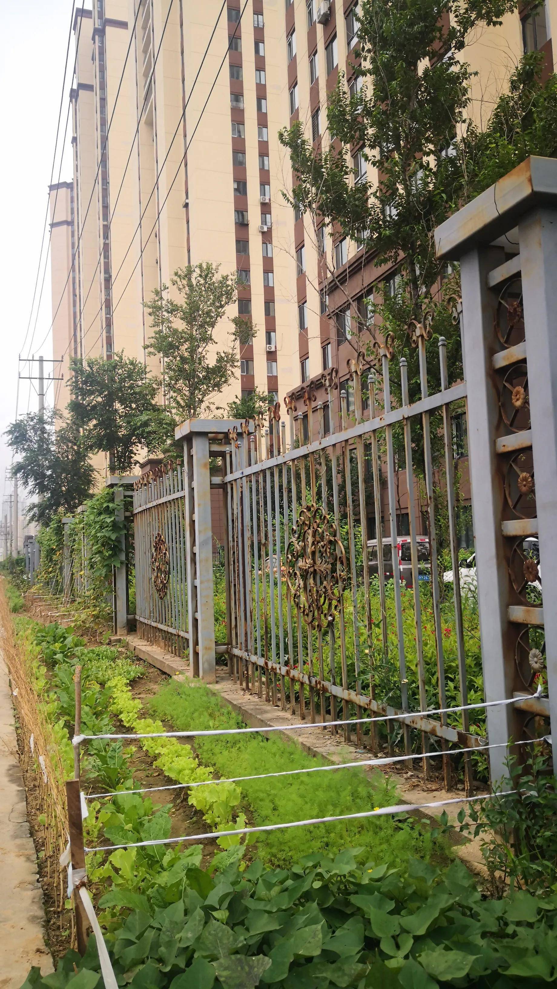 高層住宅樓圍牆外種了一排蔬菜看來有進城農民在小區里居住