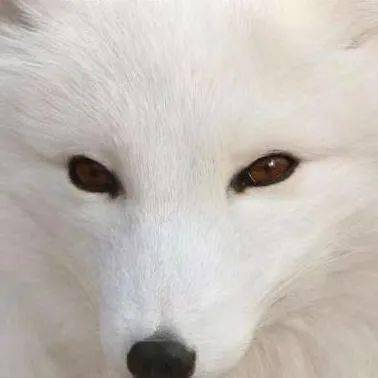 长成什么样才能被叫狐狸精娱乐圈坏女人脸竟然这么撩人