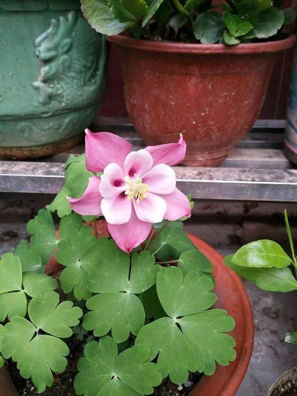 晒图| 家里种的盆栽耧斗菜开花了,很是惊艳!