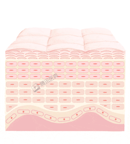 就会变成扁平的角质细胞,最后,角质细胞从皮肤表层脱落,黑色素跟着一