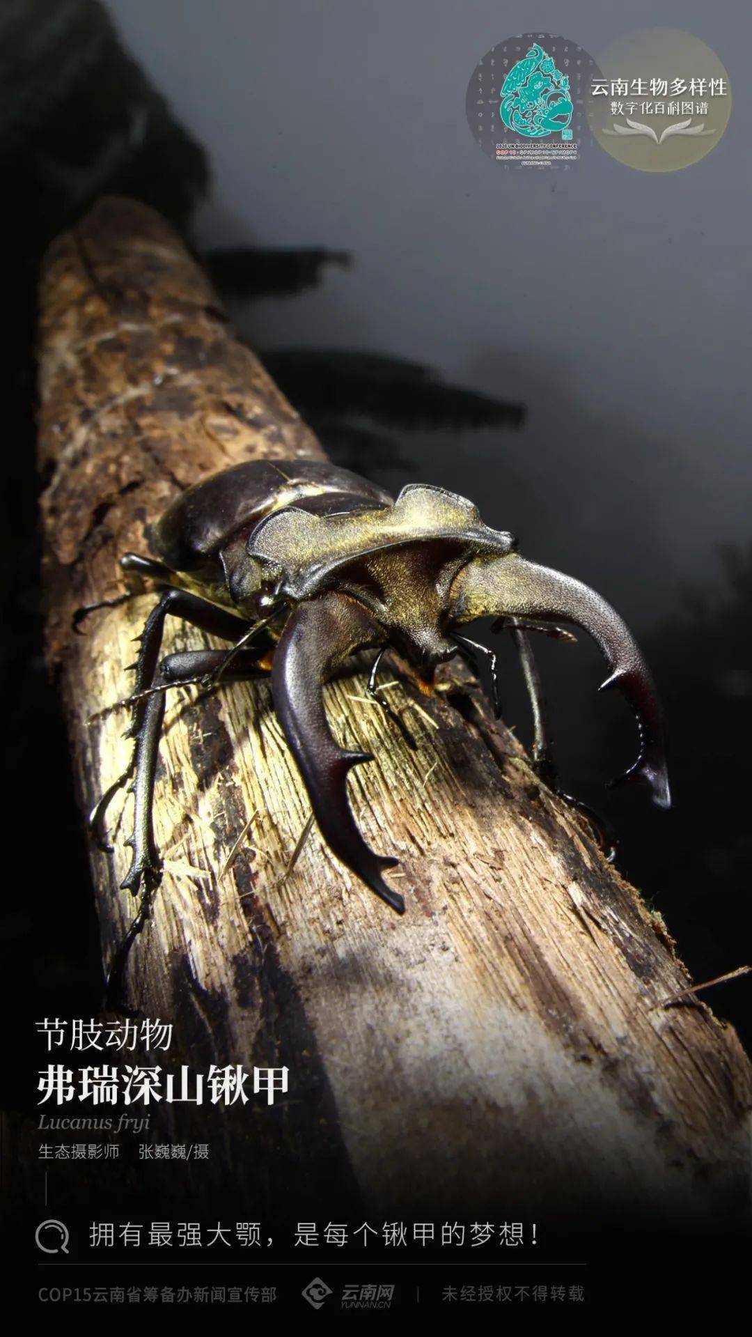 【雲南生物多樣性數字化百科圖譜】節肢動物·弗瑞深山鍬甲:擁有最