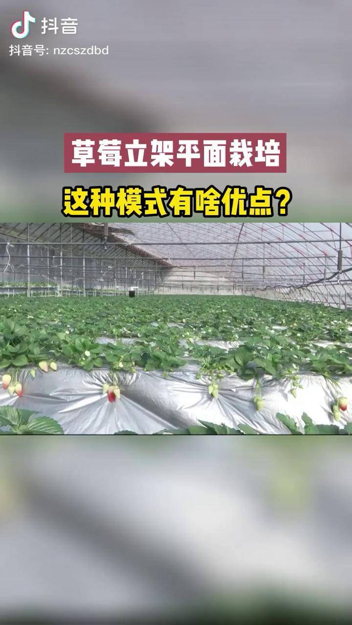 草莓立架平面栽培農業種植抖音三農