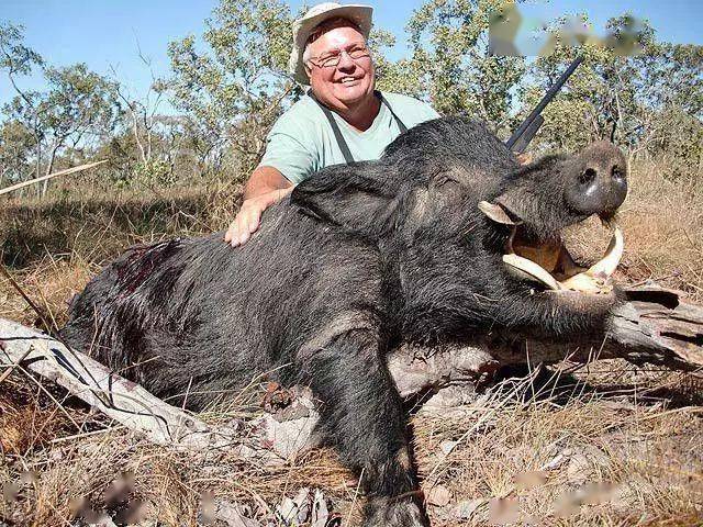 在澳洲,你可以猎到野鹿 野猪 野鸭 野兔 野鸡 袋鼠等等,没有枪牌没