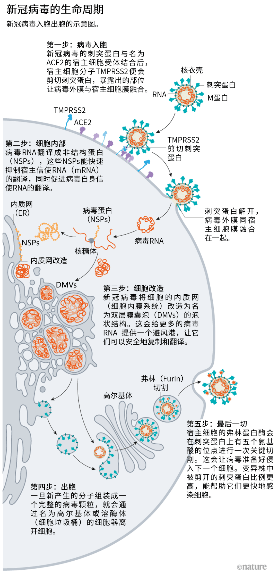 大致就是下面这个流程图 ↓入侵人体细胞的过程大致分5步:病毒侵入