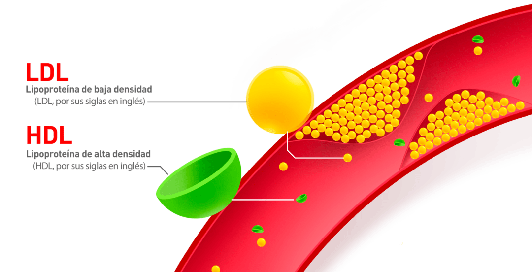 顶刊日报science人类高质量脂蛋白被发现具有护肝作用