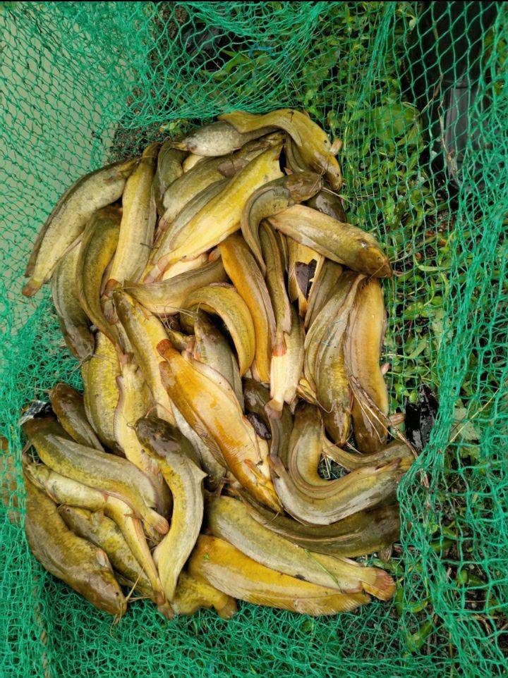 本地胡子鲶的高效养殖