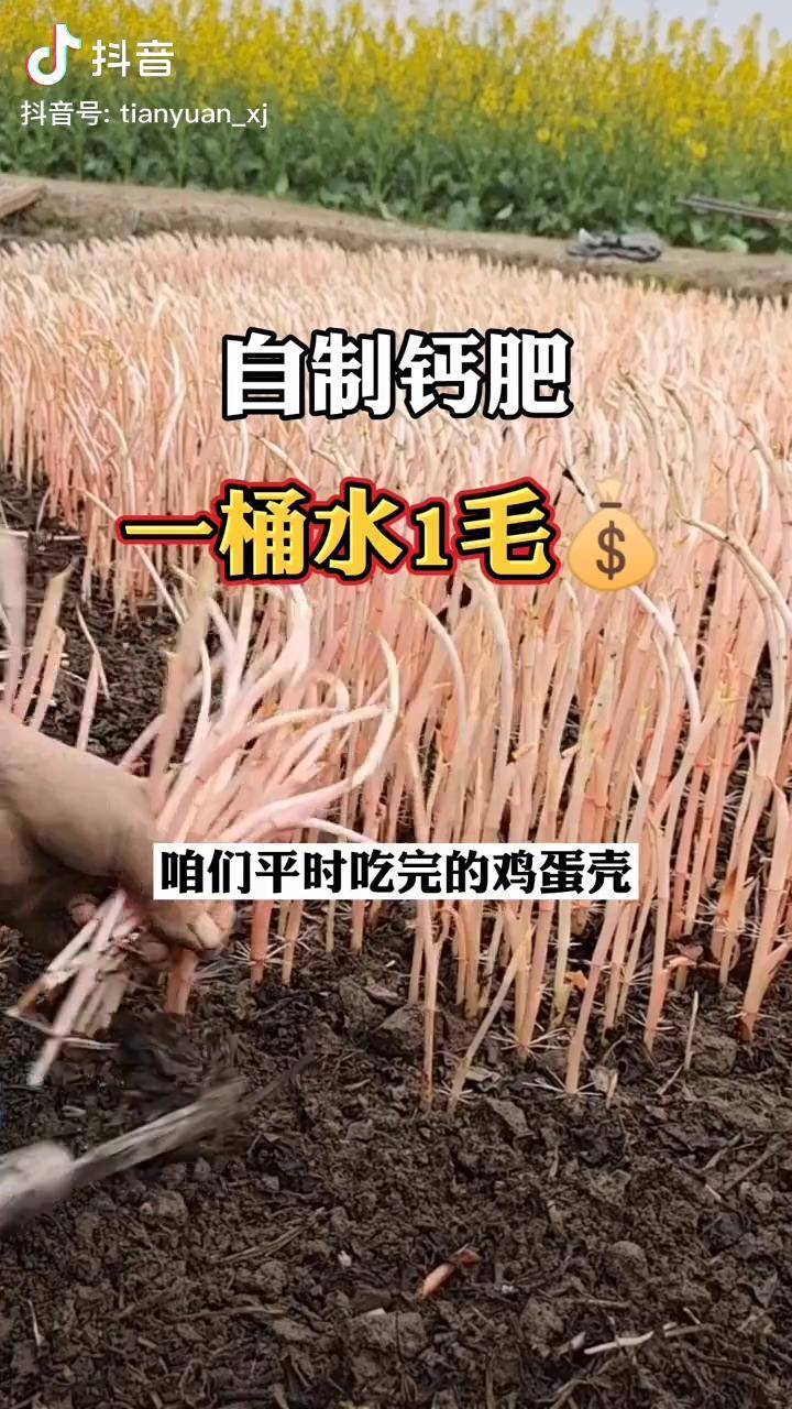 自制钙肥一桶水1毛农业种菜农业种植自制钙肥