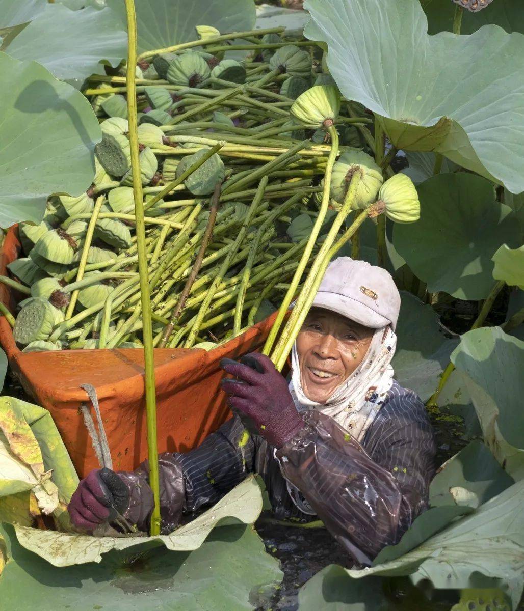 记不清这是第几船了置身于荷塘里的采莲人显得很渺小荷塘魅影以上来自