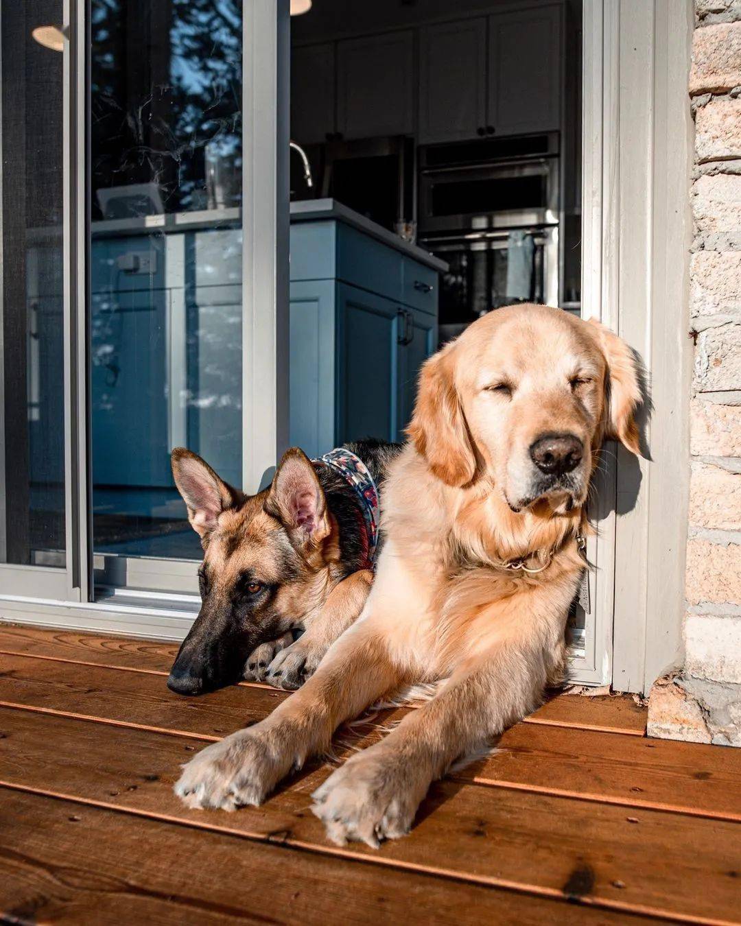 金毛和德牧的悠闲生活,看了好想加入它们!