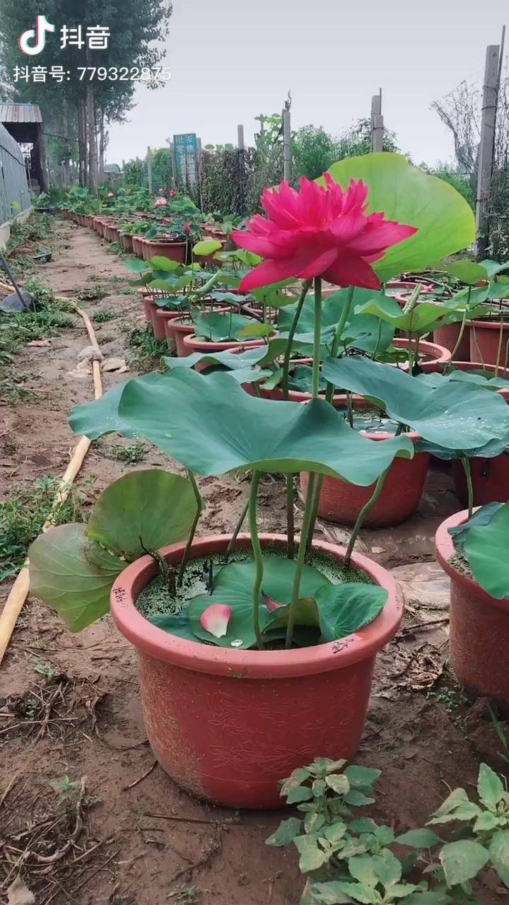 大型碗莲品种披针红2碗莲