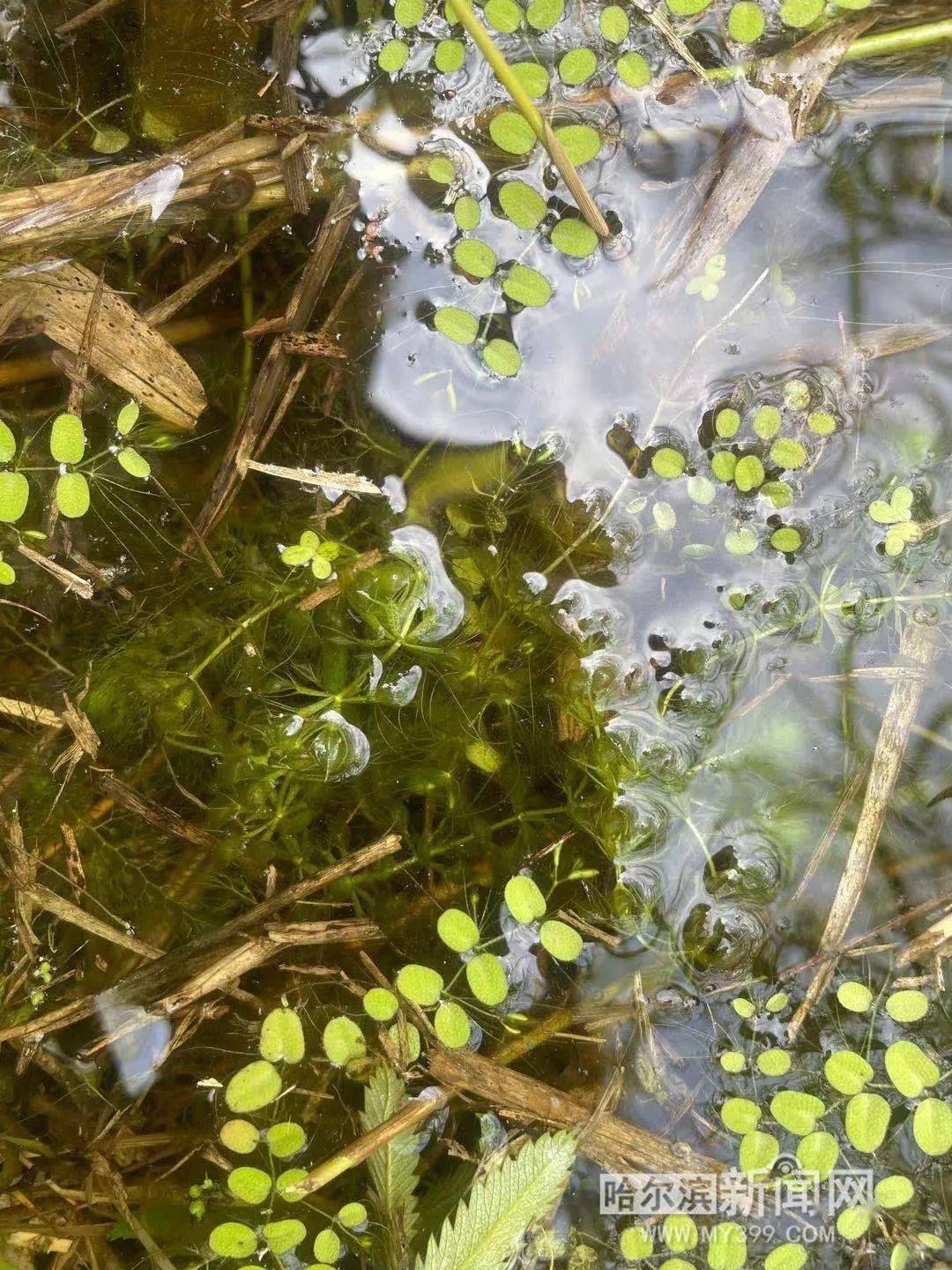 与恐龙同时代的古老孑遗植物——貉藻再现省内湿地