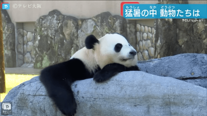 可可爱爱的动物 89f98fffdd2f4ffaa3ce3414d8fc844a.png