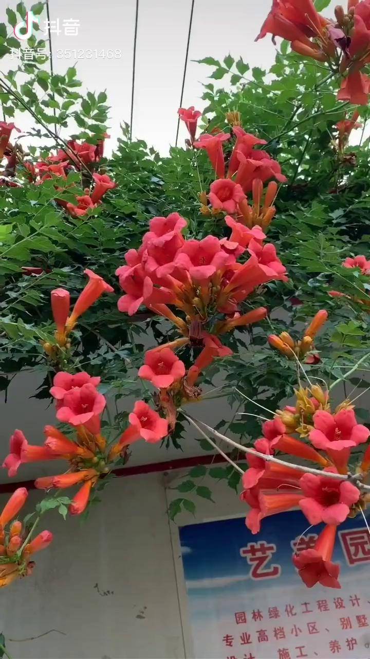 俄罗斯凌霄花7到10月份花期