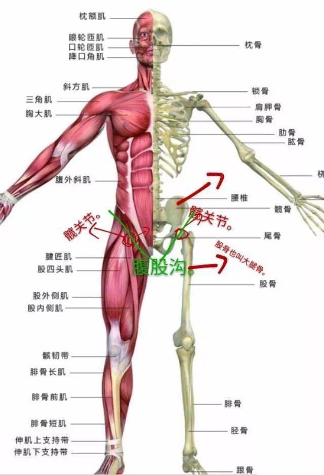 髋关节支撑着人体上半身,又主导下肢活动,在身体中部,起着承上启下的