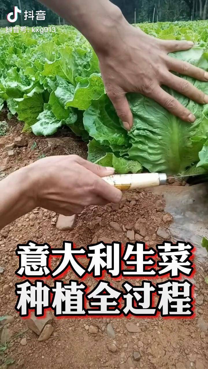 生菜种植的全过程,你的菜是这么种的吗 种菜