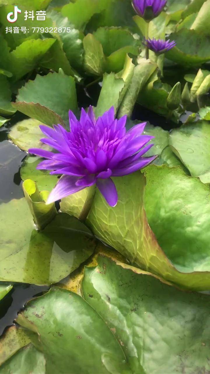 热带睡莲泰国国王带花裸根发货