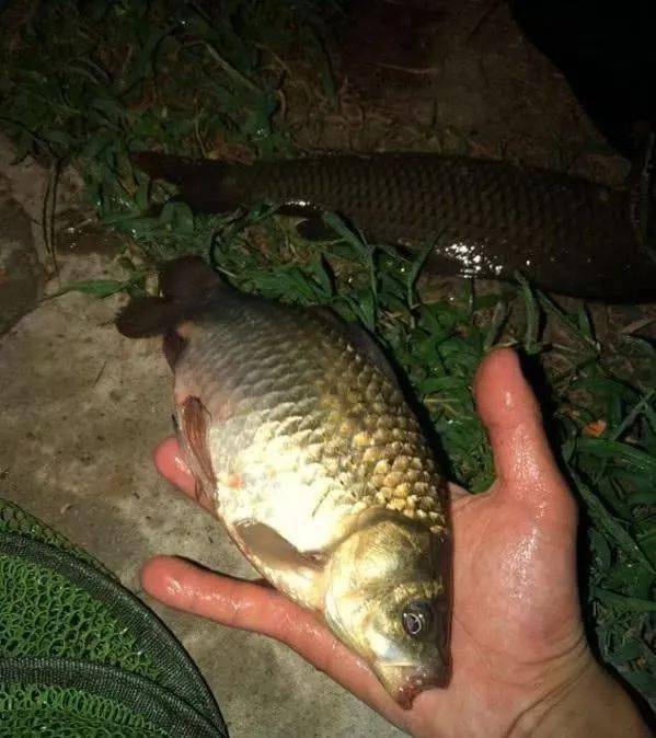 实际上晚上并不是大鱼成群,也照样有小鱼闹窝