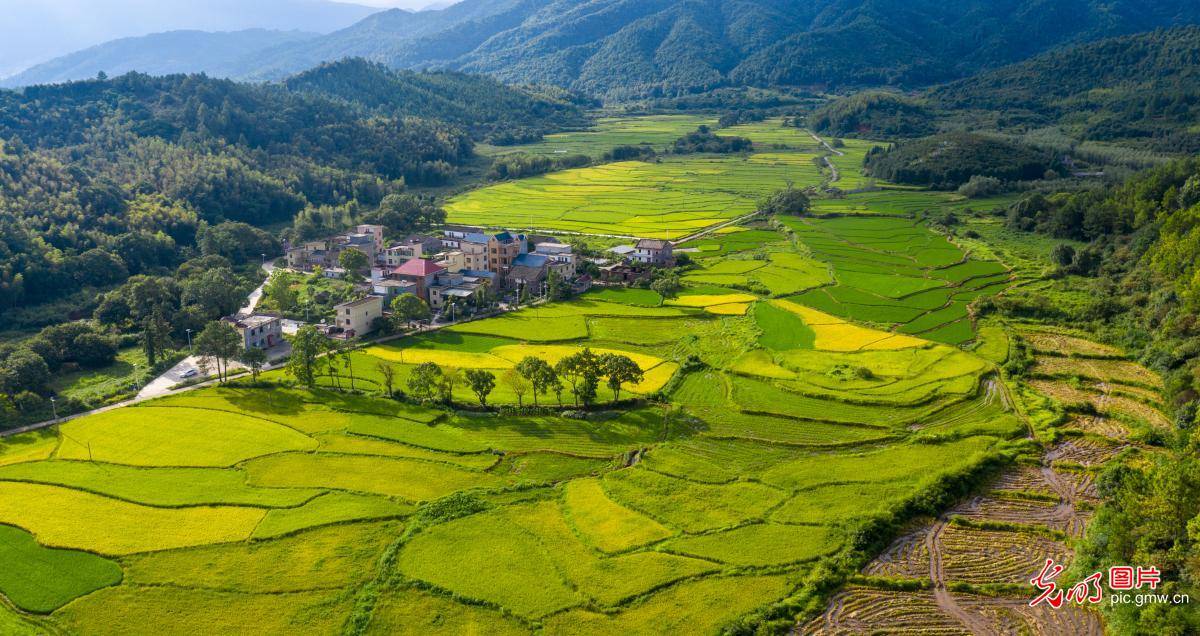 in|Autumn scenery of the rice fields in E China's Jiangxi Province