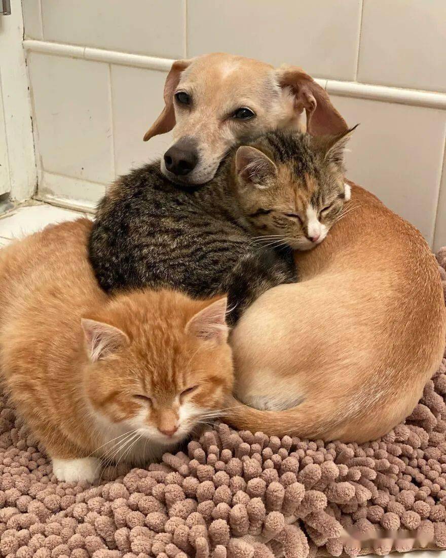 妈妈保护你热心狗子要给一群猫咪当妈妈