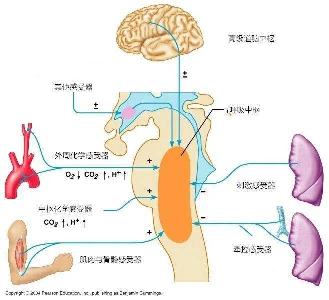呼吸中枢广泛分布于中枢神经各级水平,包括脊髓,延髓,脑桥,间脑和大脑