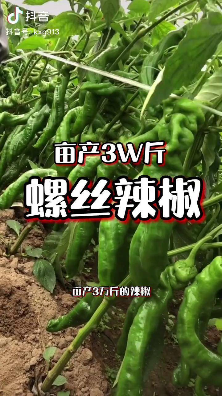 亩产30000斤的辣椒你心动的了吗农业种植春季种植辣椒