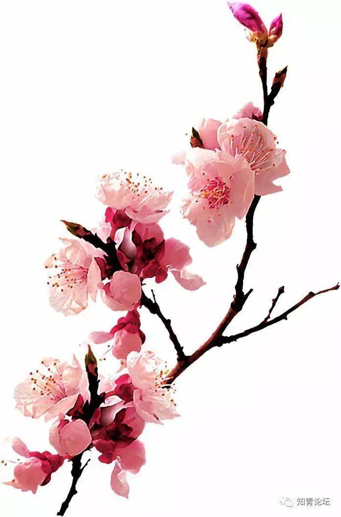 中国十大名花万万没想到第一名竟是她