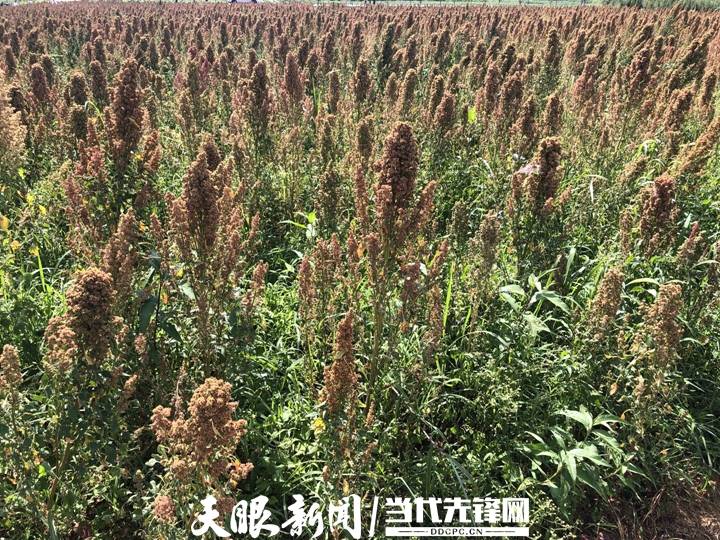 旱地|【走进乡村振兴一线】旱地长出“金果果”丨省农科院旱地特色粮食作物科研成果丰硕