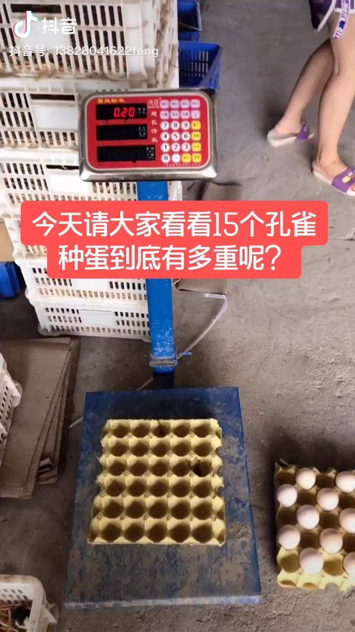 一个孔雀蛋等于2个多个土鸡蛋的重量哦