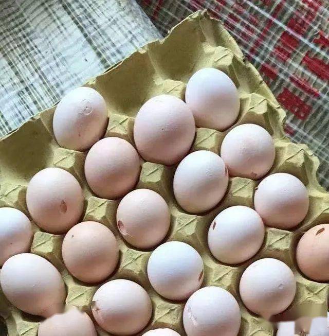 蛋鸡经常出现沙皮蛋软壳蛋产蛋率上不了高峰一招教你解决