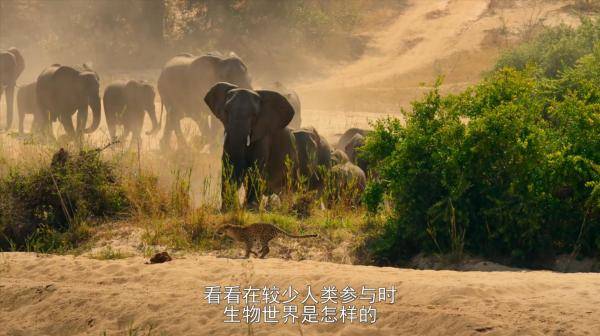 The|把人类关起来,应该是动物们每年的生日愿望吧