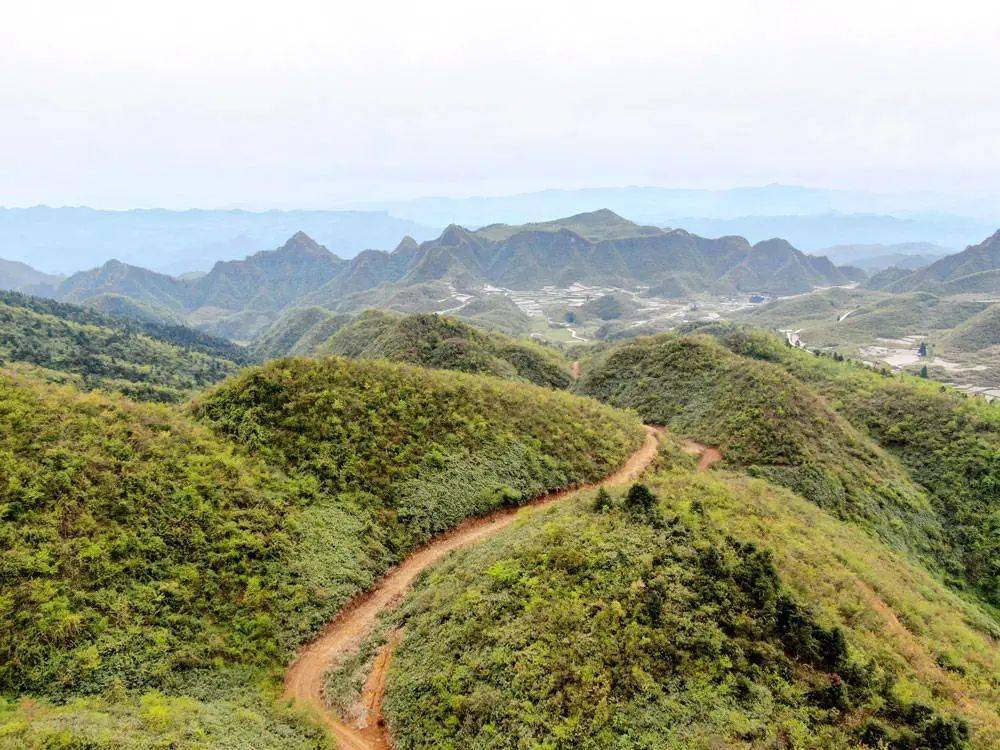 67瓦溪乡野生猕猴桃小果子托起乡村产业大振兴