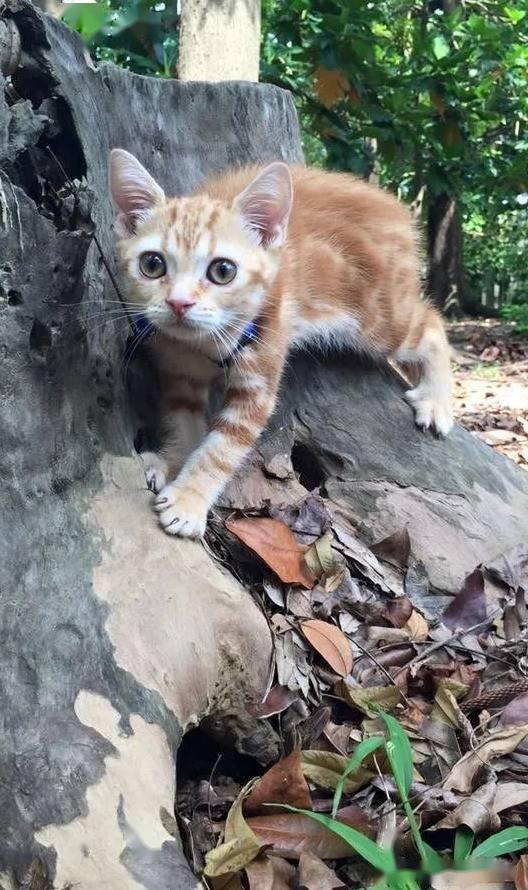 我是猫一命速通 9b242c92d21c4011af02f5c11caff114.jpeg