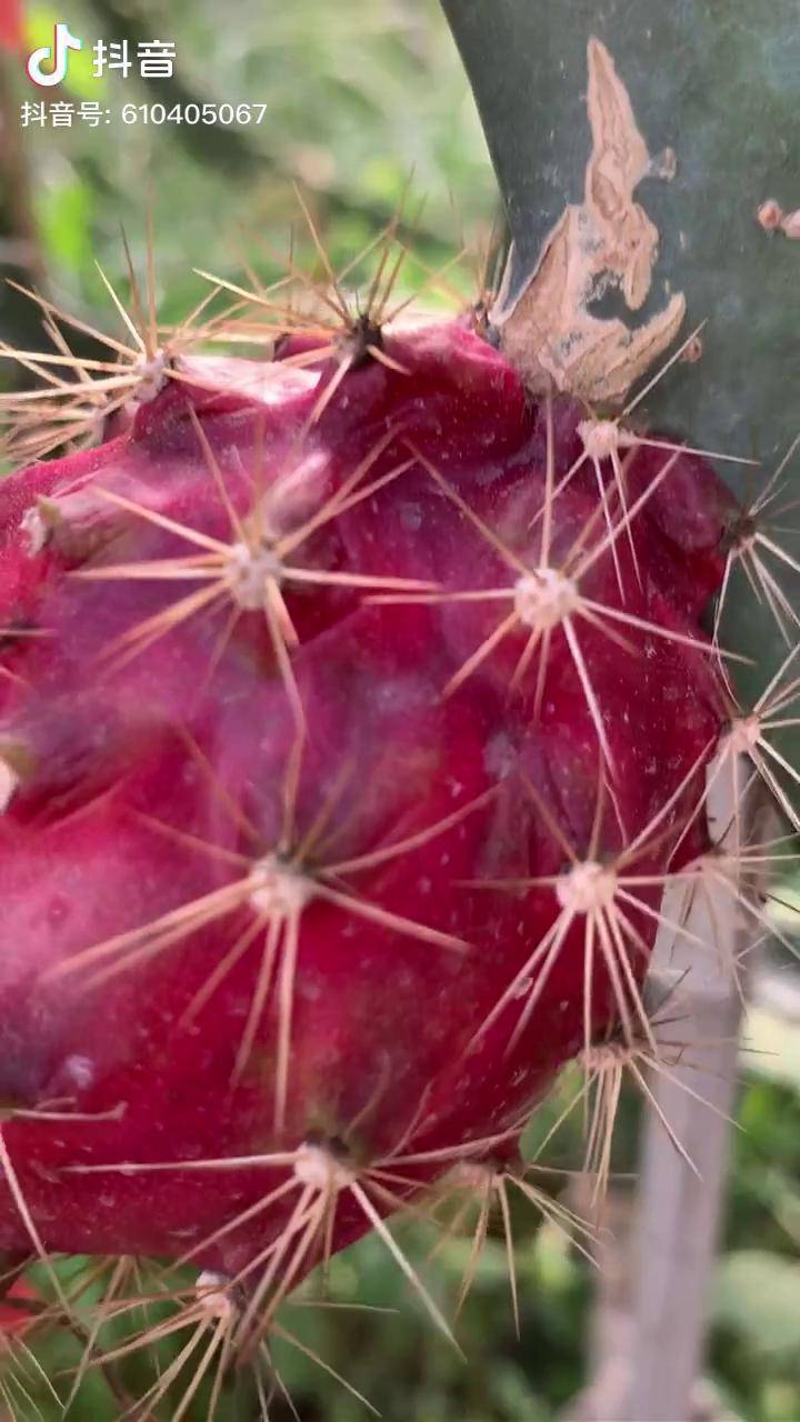 巴西红皮燕窝果