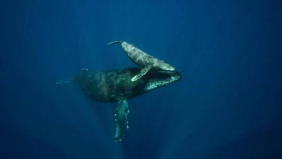 The|把人类关起来,应该是动物们每年的生日愿望吧