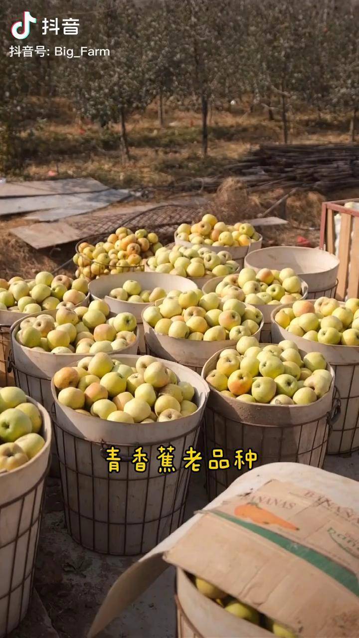 老品种青香蕉苹果,1870年由美国传教士带到烟台,开启了烟台苹果的历史