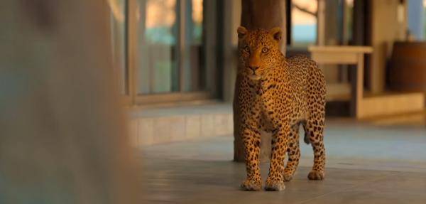 The|把人类关起来,应该是动物们每年的生日愿望吧