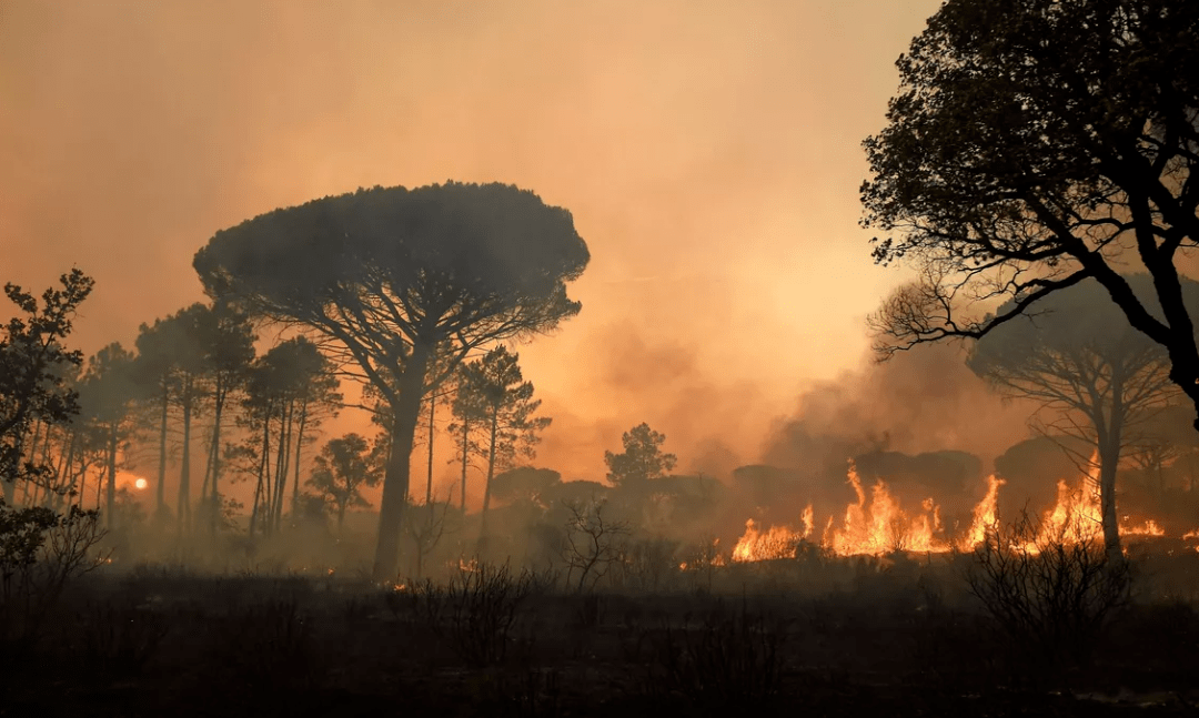 法国南部发生森林大火,过火面积6300公顷 已致2人死亡