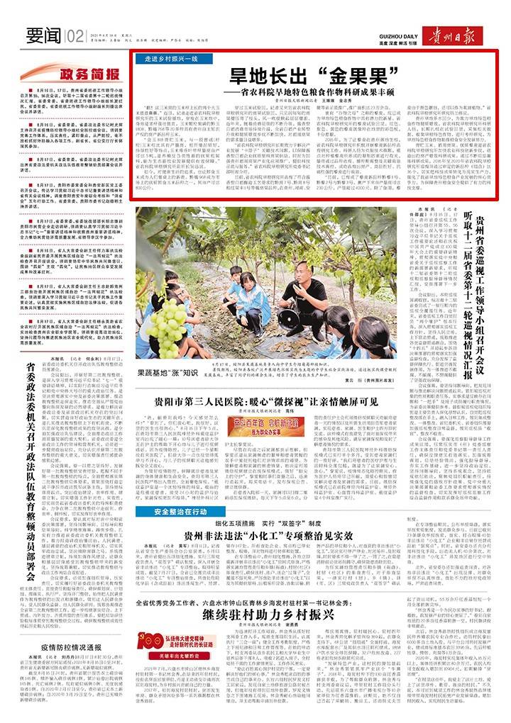 旱地|【走进乡村振兴一线】旱地长出“金果果”丨省农科院旱地特色粮食作物科研成果丰硕