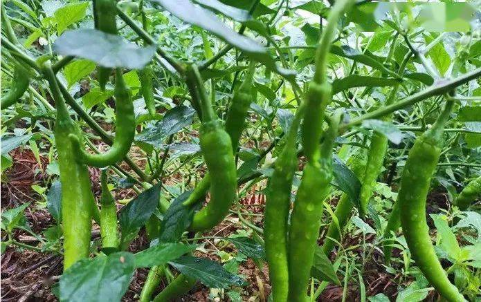 农村下饭神器白辣椒