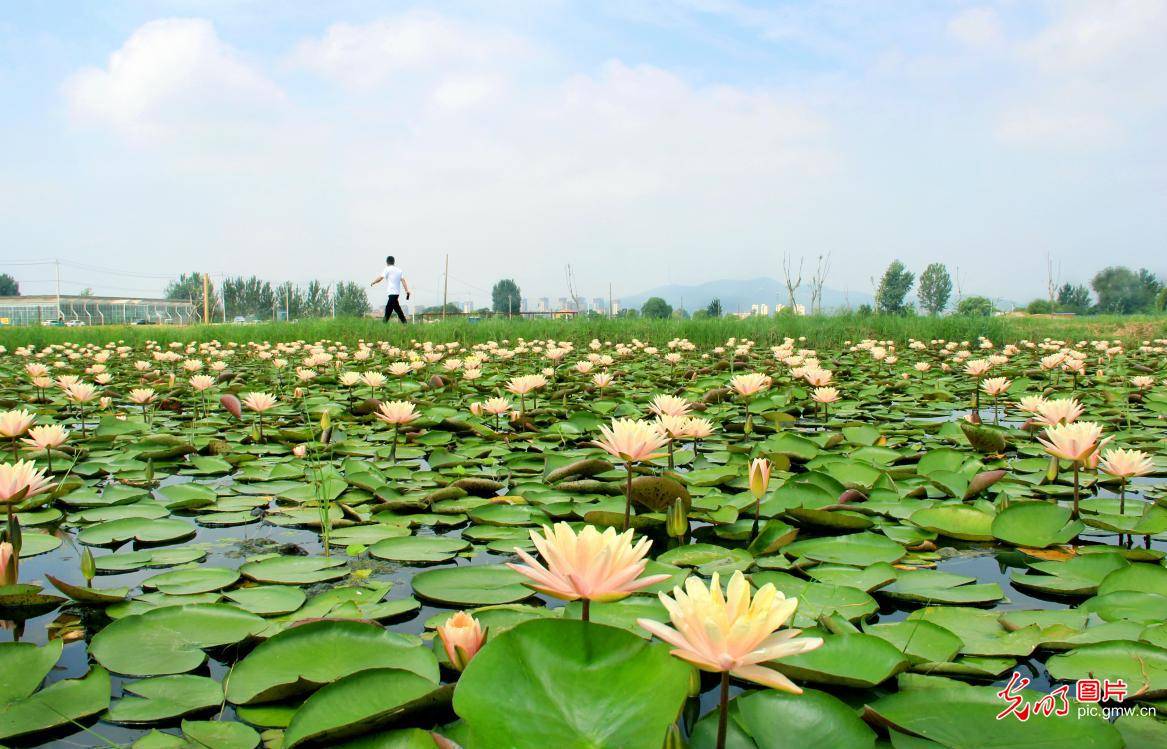 in|Scenery of lotus flowers in E China's Anhui Province