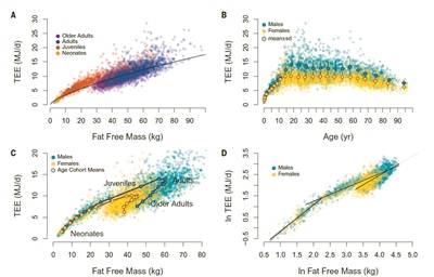消耗|中年发福并非代谢变慢？