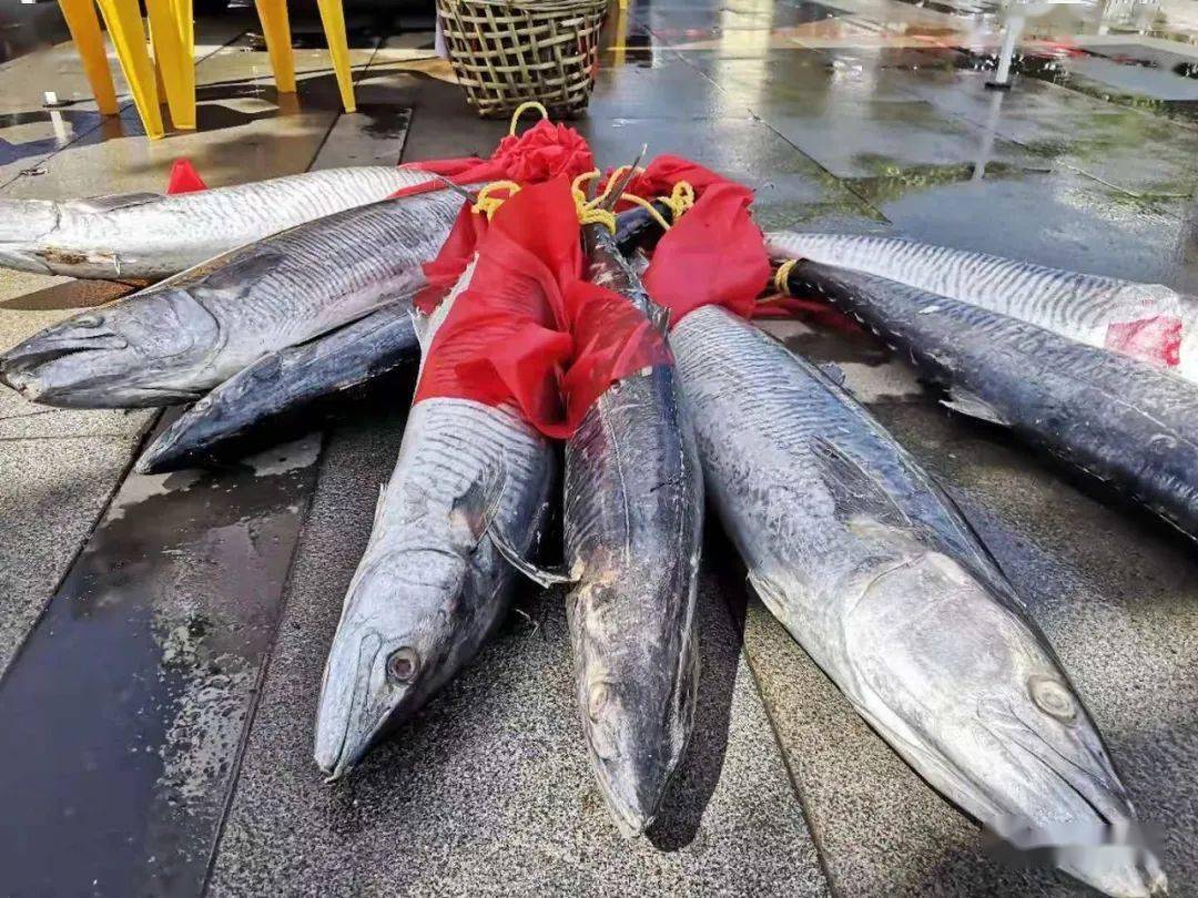 鱼王诞生200斤拍出88888元天价长这样