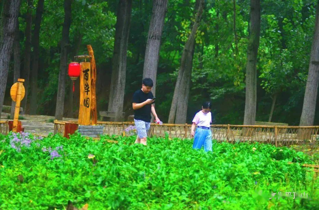 舞钢市姬庄村百草变百宝山村成景区