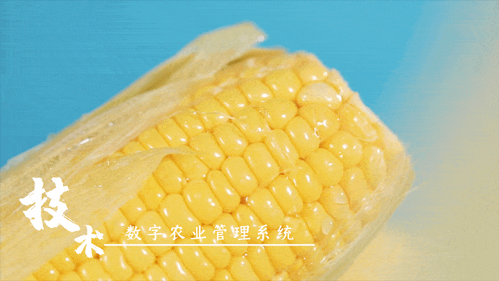 刘占文|太好吃了！过去几十年吃的都是“假玉米”，不愧获得金奖